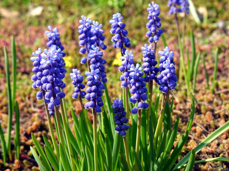 Traubenhyazinthen im Garten pflanzen (Einrichtungsbeispiele mit Muscari-Arten)