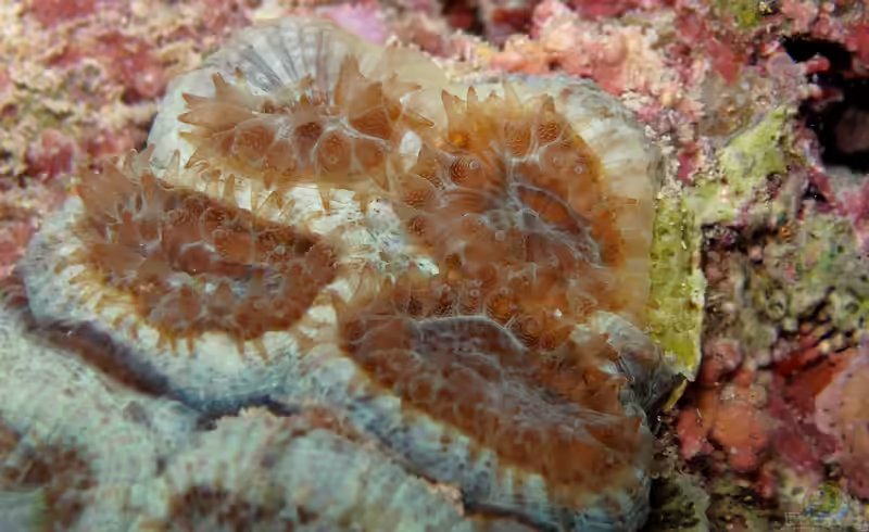 Mussismilia hispida im Aquarium halten (Einrichtungsbeispiele für Großpolypige Steinkoralle)