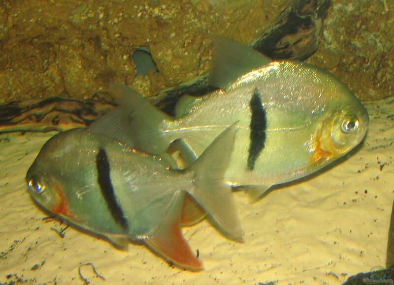 Aquarien mit Myleus schomburgkii(Schomburgks Scheibensalmler)