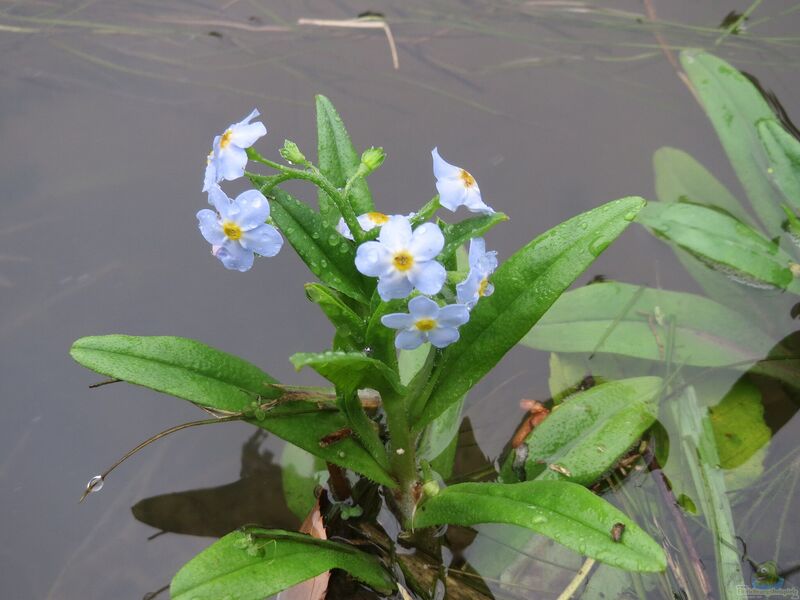 Myosotis scorpioides im Garten pflanzen (Einrichtungsbeispiele mit Sumpf-Vergissmeinnicht)