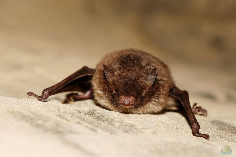 Myotis daubentonii im Garten (Einrichtungsbeispiele mit Wasserfledermaus)