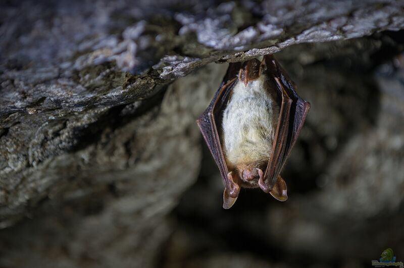 Myotis myotis im Garten (Einrichtungsbeispiele mit Großes Mausohr)