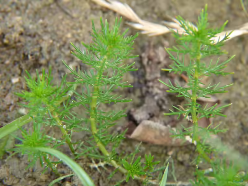 Myriophyllum ussuriense im Aquarium (Einrichtungsbeispiele mit Japanisches Tausendblatt)