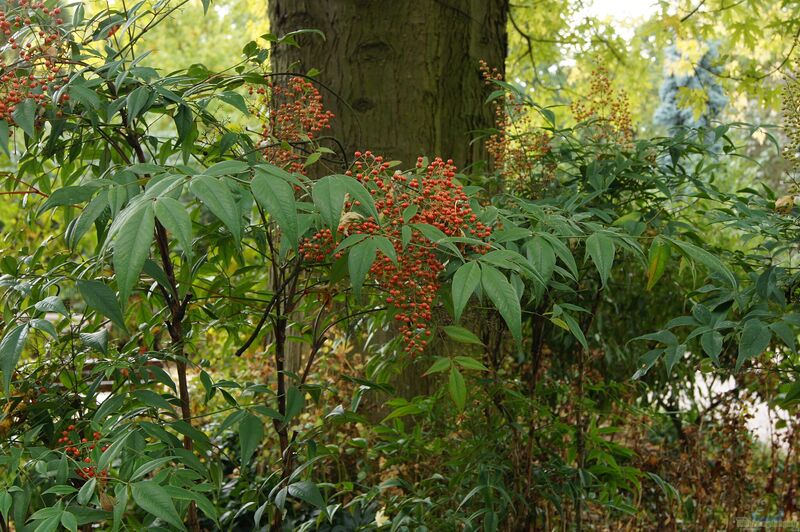 Nandina domestica im Garten pflanzen (Einrichtungsbeispiele mit Himmelsbambus)