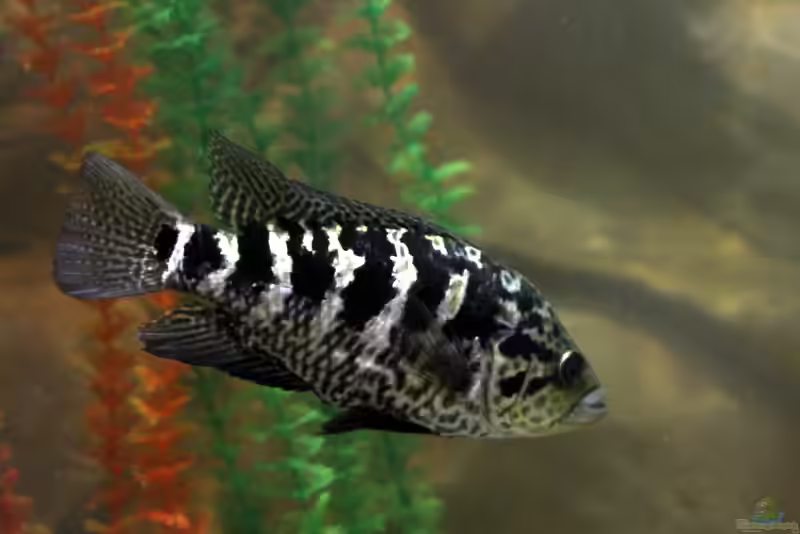 Nandopsis tetracanthus im Aquarium halten (Einrichtungsbeispiele für Kubabuntbarsche)