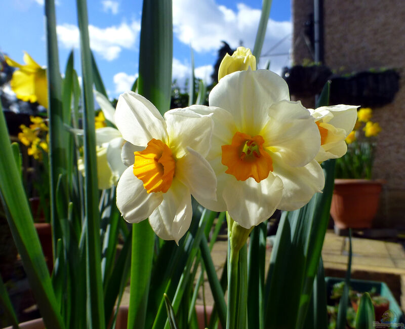 Narzissen im Garten pflanzen (Einrichtungsbeispiele mit Narcissus-Arten)