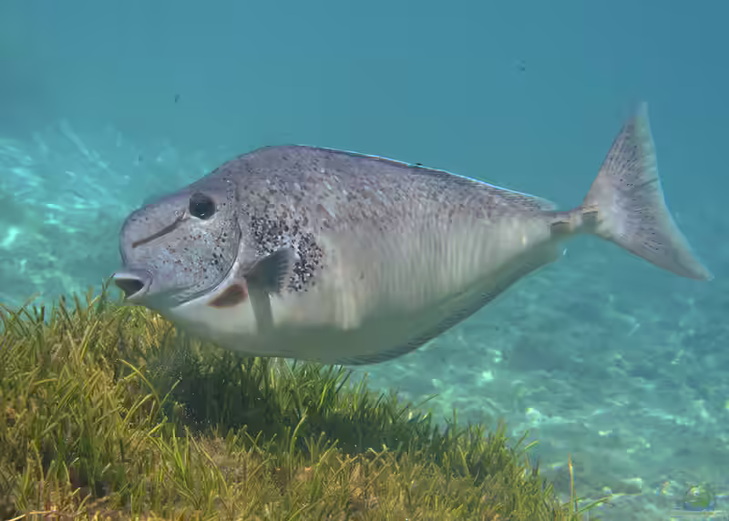 Naso tuberosus im Aquarium halten (Einrichtungsbeispiele für Schwarzpunkt-Nasendoktor)