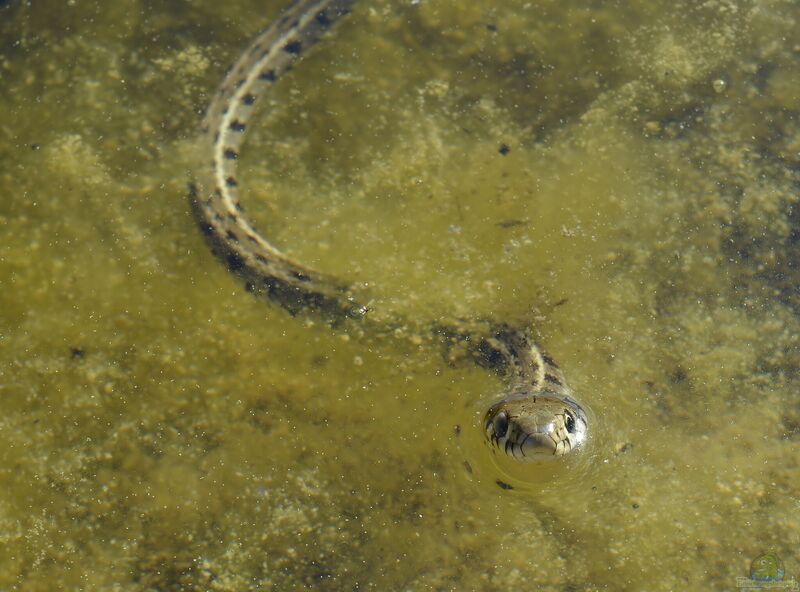 Natrix natrix am Gartenteich (Einrichtungsbeispiele mit Ringelnattern)