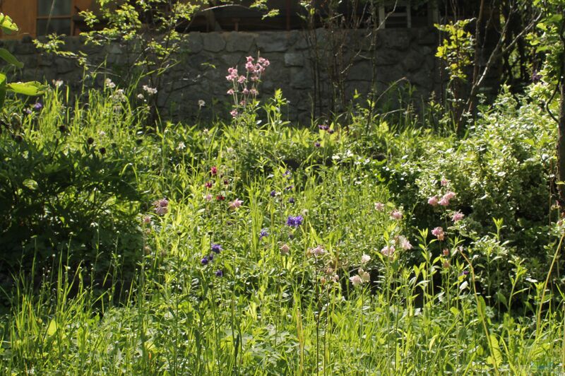 Der Naturgarten (Einrichtungsbeispiele für Naturgärten)