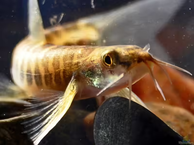 Nemacheilus chrysolaimos im Aquarium halten (Einrichtungsbeispiele für Nemacheilus chrysolaimos)