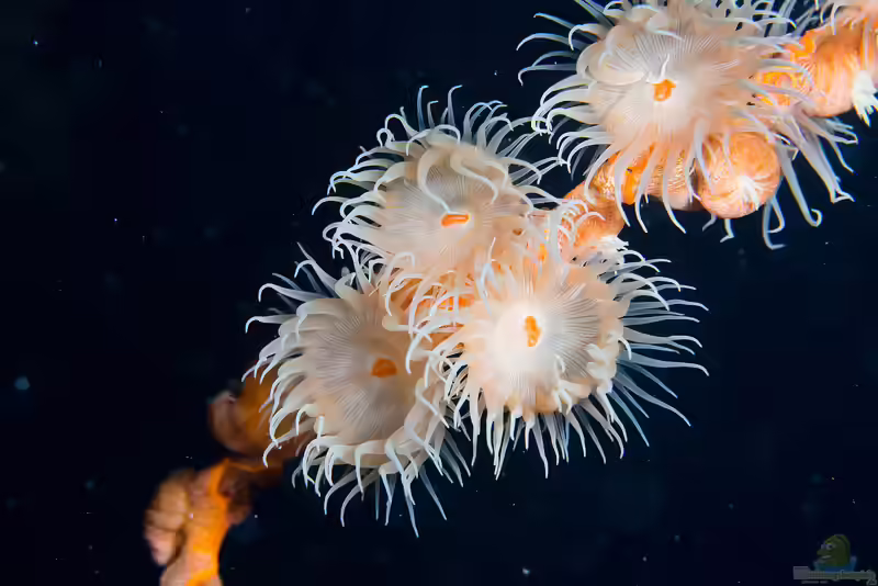 Nemanthus annamensis im Aquarium halten (Einrichtungsbeispiele für Schmarotzeranemone)