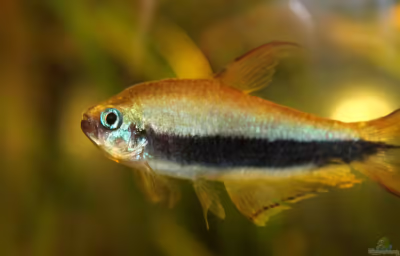 Nematobrycon palmeri im Aquarium halten (Einrichtungsbeispiele mit Kaisersalmlern)
