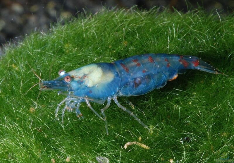 Blue Pearl Garnelen im Aquarium halten (Einrichtungsbeispiele mit Neocaridina cf. zhangjiajiensis „Blue Pearl“)