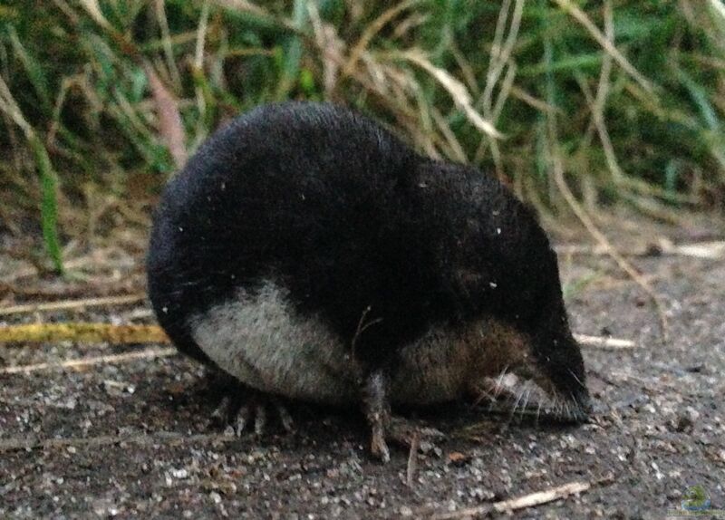 Neomys fodiens am Gartenteich (Einrichtungsbeispiele mit Wasserspitzmaus)