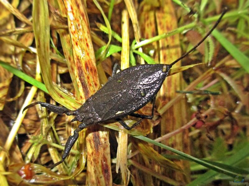 Nepa cinerea im Gartenteich (Einrichtungsbeispiele mit Wasserskorpion)