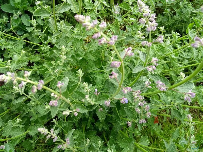 Nepeta cataria im Garten pflanzen (Einrichtungsbeispiele mit Echte Katzenminze)