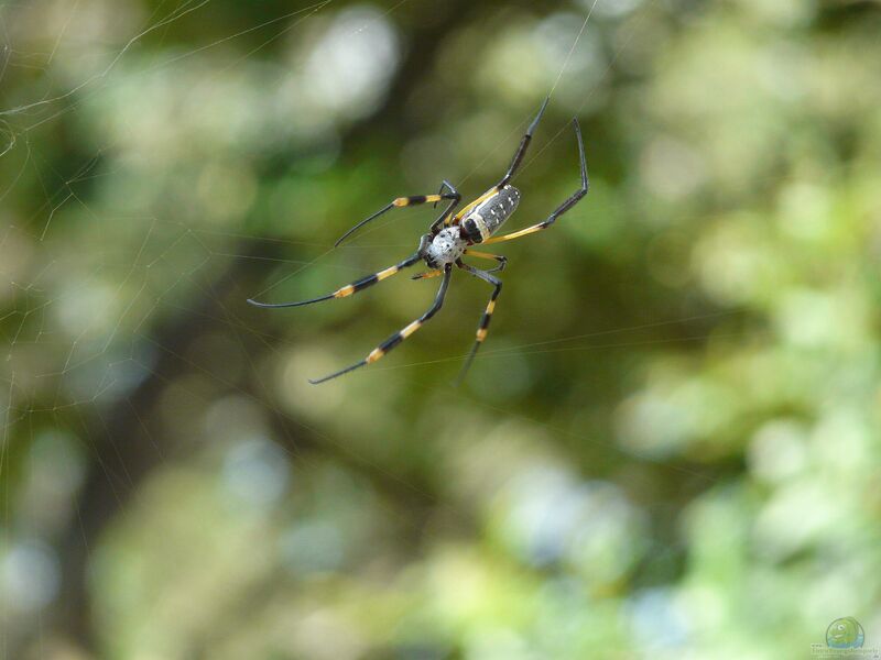 Nephila senegalensis im Terrarium halten (Einrichtungsbeispiele mit Senegalesische Goldene Radnetzspinne)