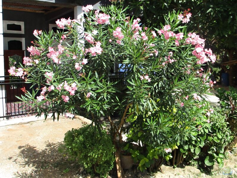 Nerium oleander im Garten pflanzen (Einrichtungsbeispiele mit Oleander)