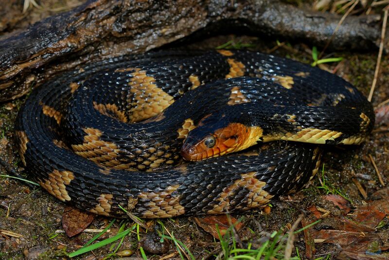 Nerodia fasciata im Terrarium halten (Eirichtungsbeispiele für Gebänderte Wassernatter)