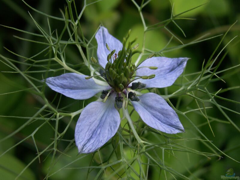 Nigella damascena im Garten pflanzen (Einrichtungsbeispiele mit Jungfer im Grünen)