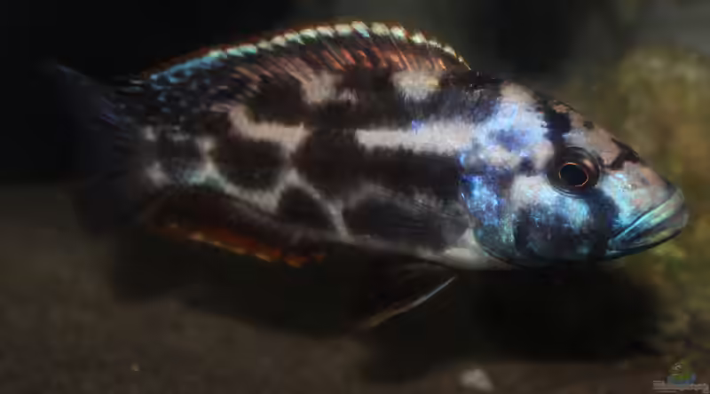 Nimbochromis livingstonii im Aquarium halten (Einrichtungsbeispiele mit Schläfer)