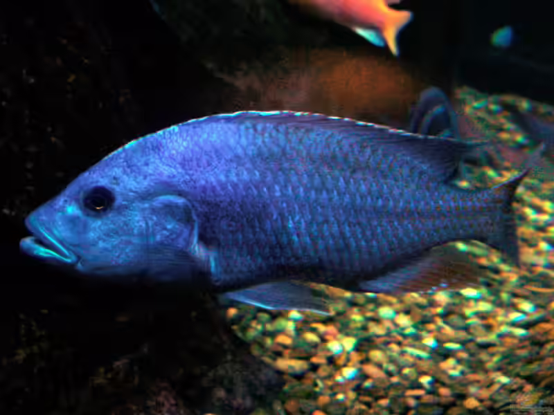 Nimbochromis-Arten im Aquarium halten (Einrichtungsbeispiele für Nimbochromis-Arten)