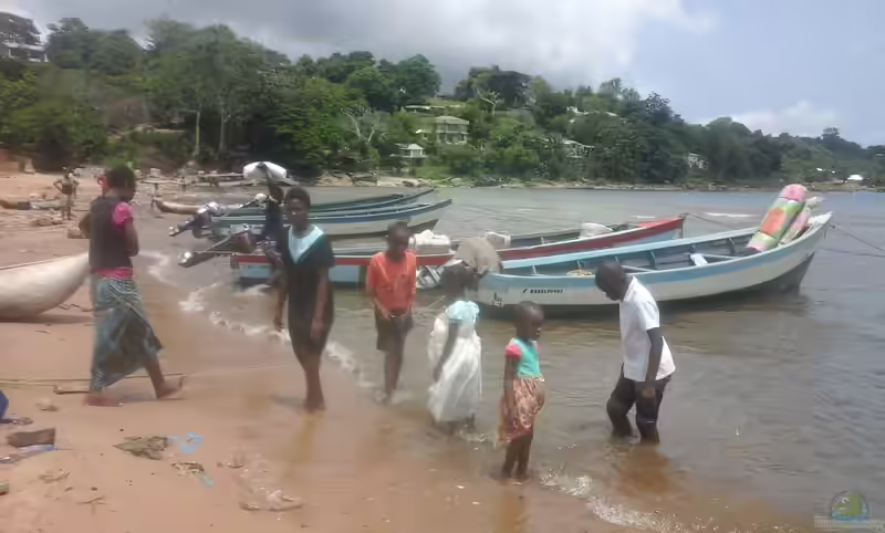 Nkhata Bay am Lake Malawi (Einrichtungsbeispiele für Buntbarsche aus Nkhata Bay)