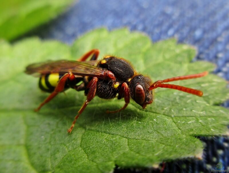 Nomada spec im Garten (Einrichtungsbeispiele mit Kuckucksbienen)