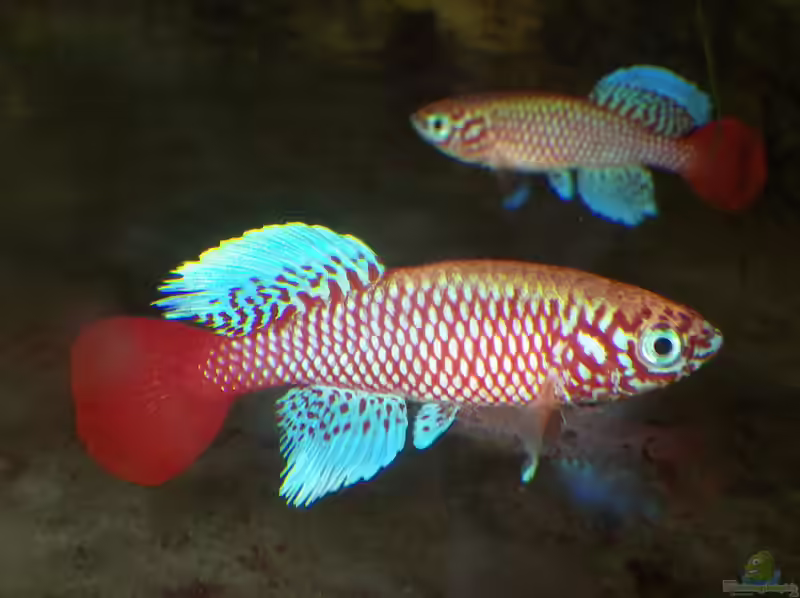 Nothobranchius kilomberoensis im Aquarium halten (Einrichtungsbeispiele für Nothobranchius kilomberoensis)