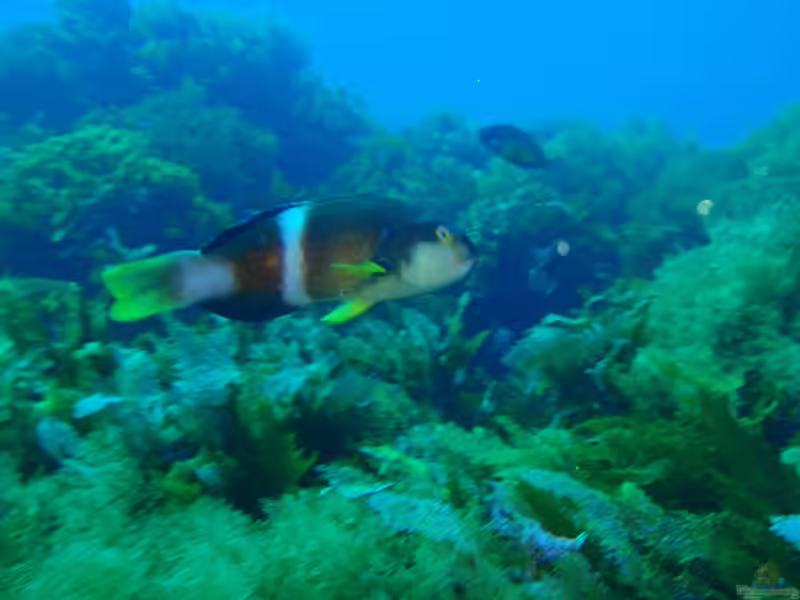 Notolabrus tetricus im Aquarium halten (Einrichtungsbeispiele für Weißbinden-Lippfisch)