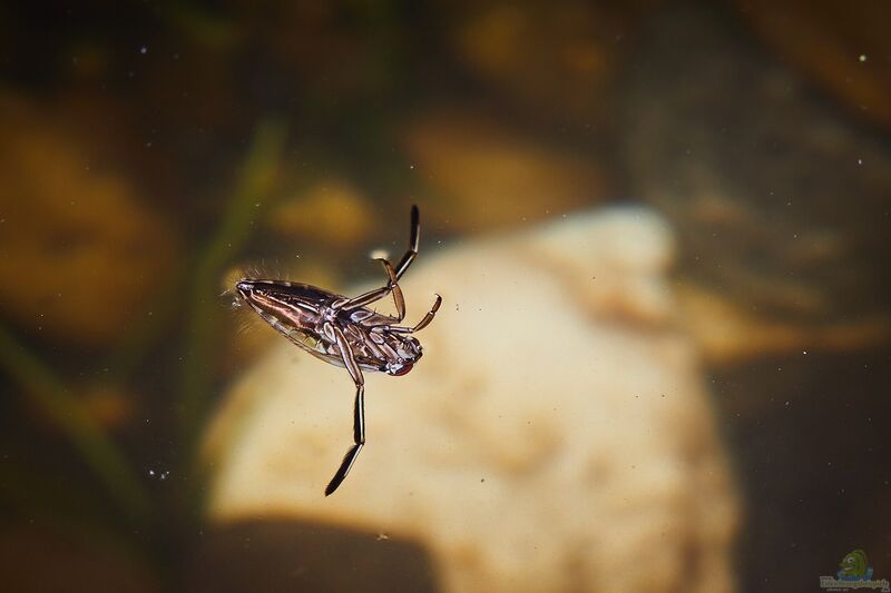 Notonecta glauca am Gartenteich (Einrichtungsbeispiele für Gemeiner Rückenschwimmer)