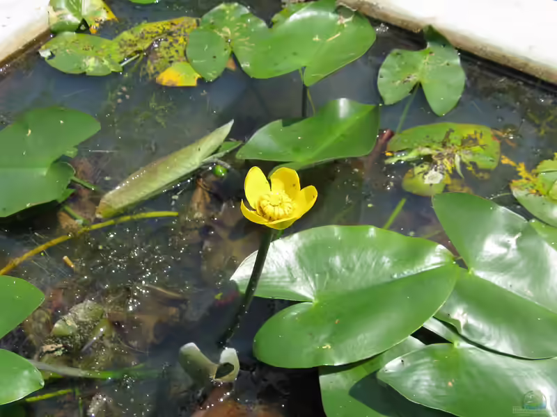 Nuphar japonica im Gartenteich pflegen (Einrichtungsbeispiele für Japanische Teichrose)