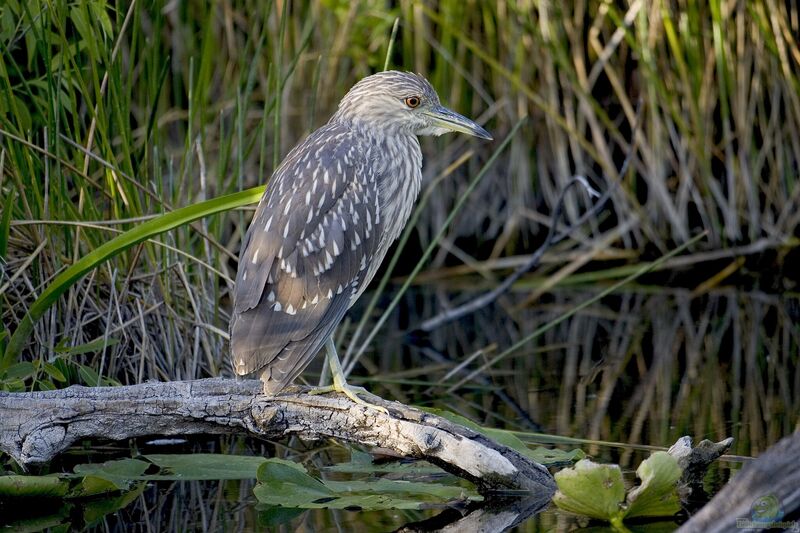 Nycticorax nycticorax am Gartenteich (Einrichtungsbeispiele mit Nachtreiher)