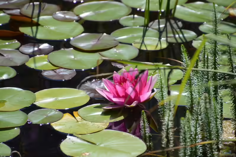 Nymphaea Princess Elizabeth im Gartenteich (Einrichtungsbeispiele mit Prinzessin Elizabeth Seerosen)