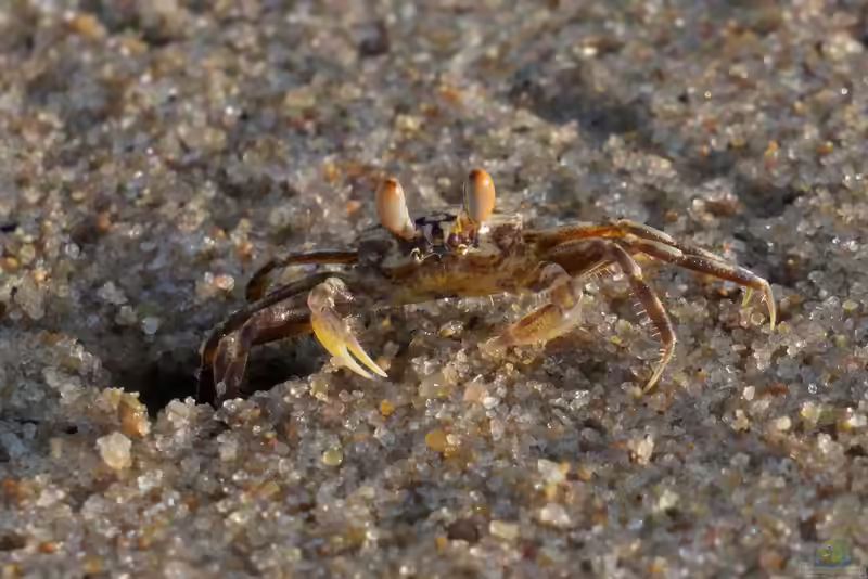Ocypode brevicornis im Aquaterrarium halten (Einrichtungsbeispiele für Geisterkrabbe)