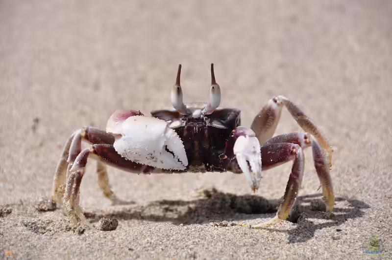 Ocypode ceratophthalmus im Aquaterrarium halten (Einrichtungsbeispiele für Gehörnte Geisterkrabbe)