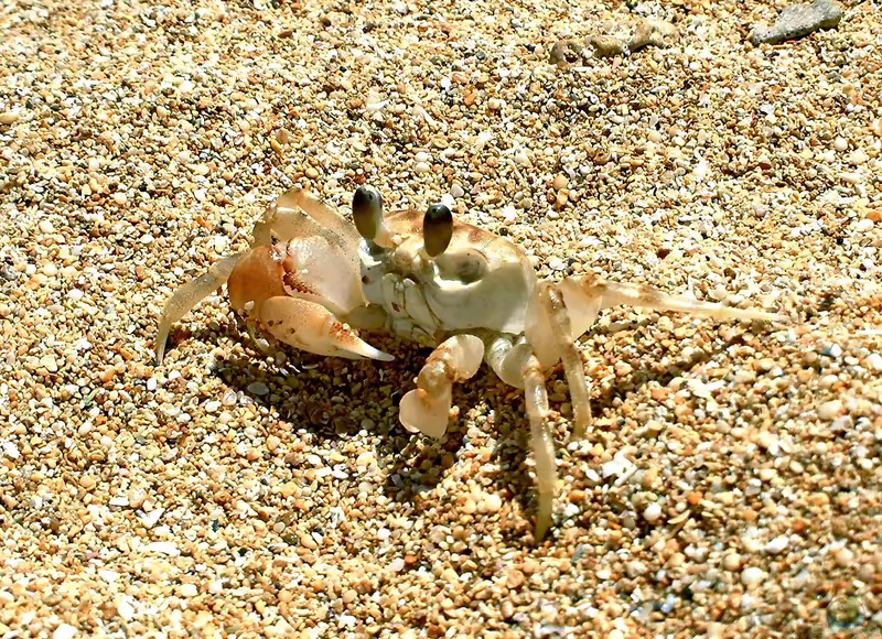 Ocypode cordimana im Aquaterrarium halten (Einrichtungsbeispiele für Gemeine Reiterkrabbe)