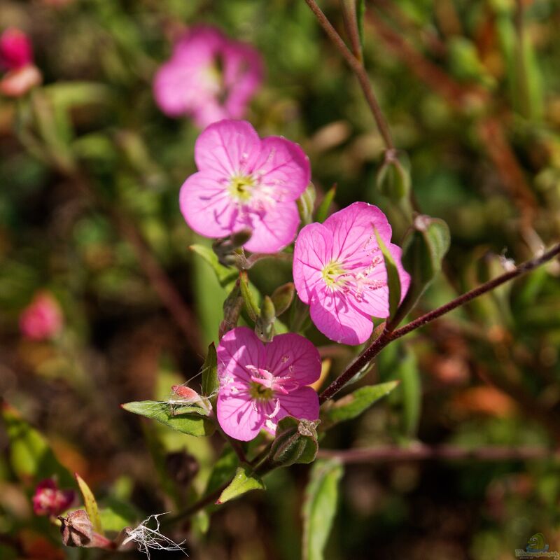 Oenothera rosea im Garten pflanzen (Einrichtungsbeispiele mit Rosa Nachtkerze)