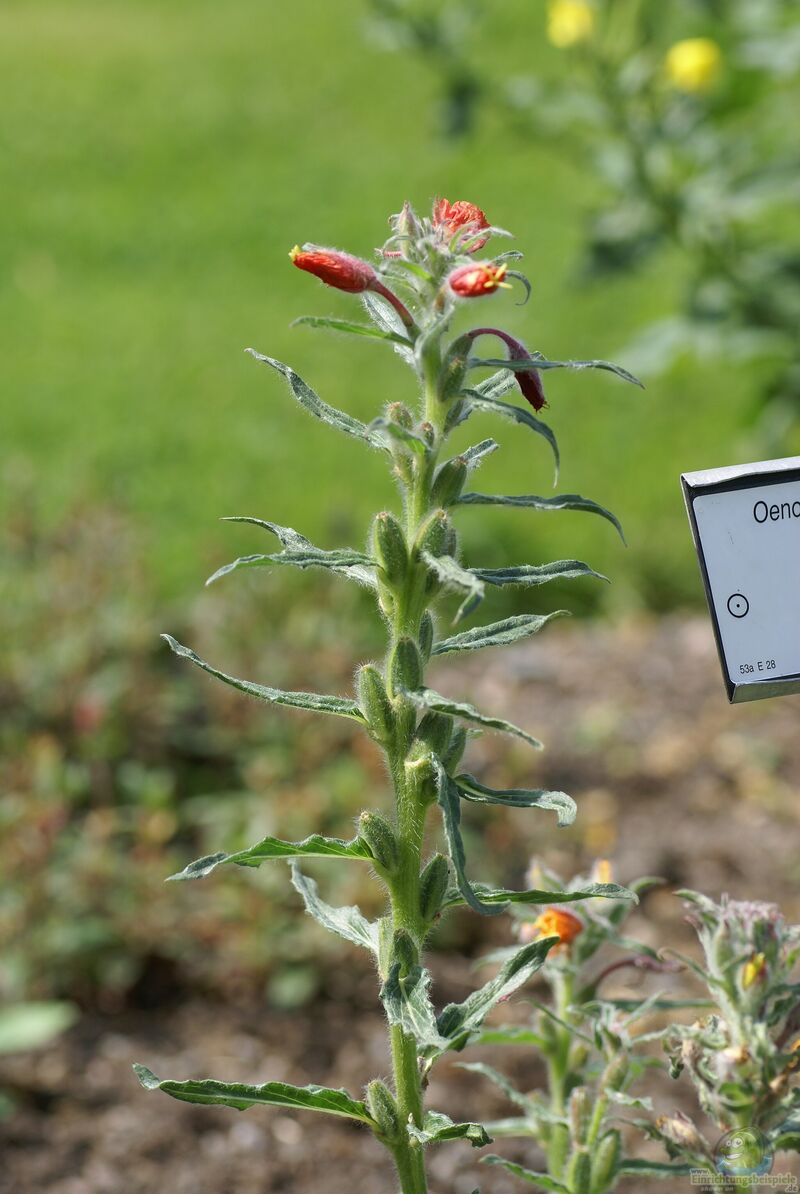 Oenothera versicolor im Garten pflanzen (Einrichtungsbeispiele mit Rote Nachtkerze)