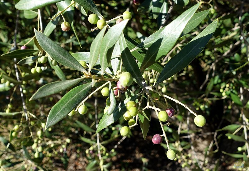 Olea europaea am Gartenteich pflanzen (Einrichtungsbeispiele mit Olivenbaum)