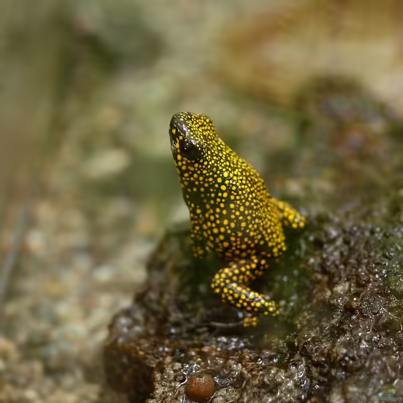 Oophaga histrionica im Terrarium halten (Einrichtungsbeispiele für Gepunkteter Pfeilgiftfrosch)