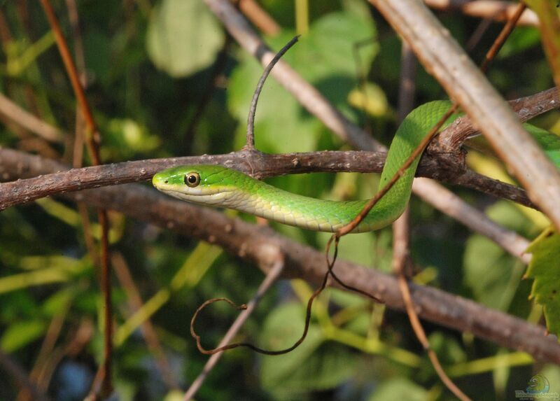 Opheodrys aestivus im Terrarium halten (Einrichtungsbeispiele mit Raue Grüne Natter)