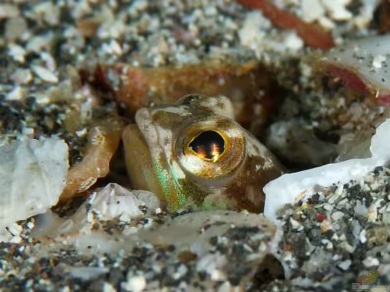 Opistognathus iyonis im Aquarium halten (Einrichtungsbeispiele für Brunnenbauer)