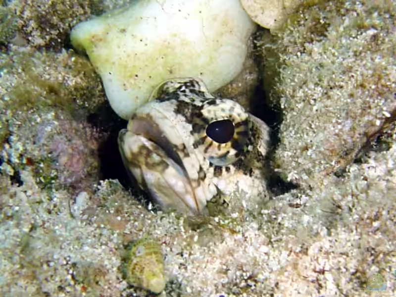 Opistognathus macrognathus im Aquarium halten (Einrichtungsbeispiele für Gebänderter-Brunnenbauer)