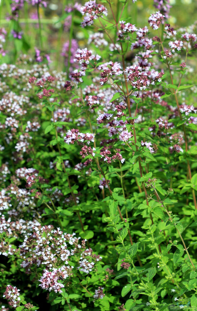 Origanum vulgare im Garten pflanzen (Einrichtungsbeispiele mit Oregano)