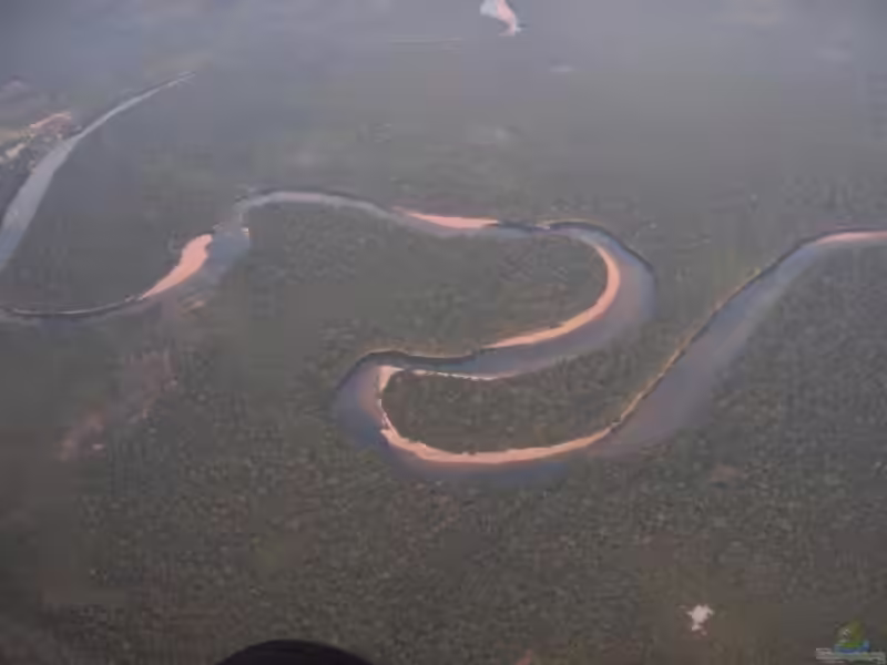 Aquarien nach Vorbild des Orinoco