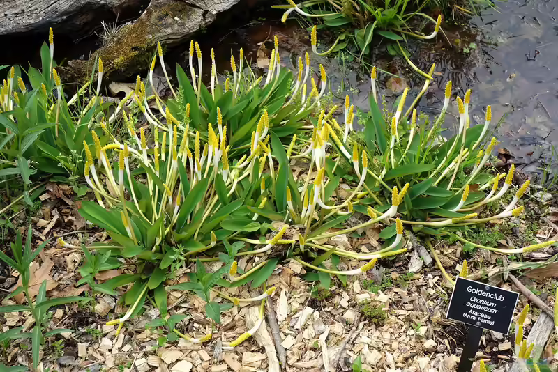 Orontium aquaticum am Gartenteich (Einrichtungsbeispiele mit Goldkeule)