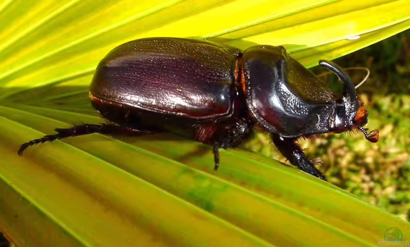 Oryctes monoceros im Terrarium halten (Einrichtungsbeispiele für Afrikanischer Nashornkäfer)