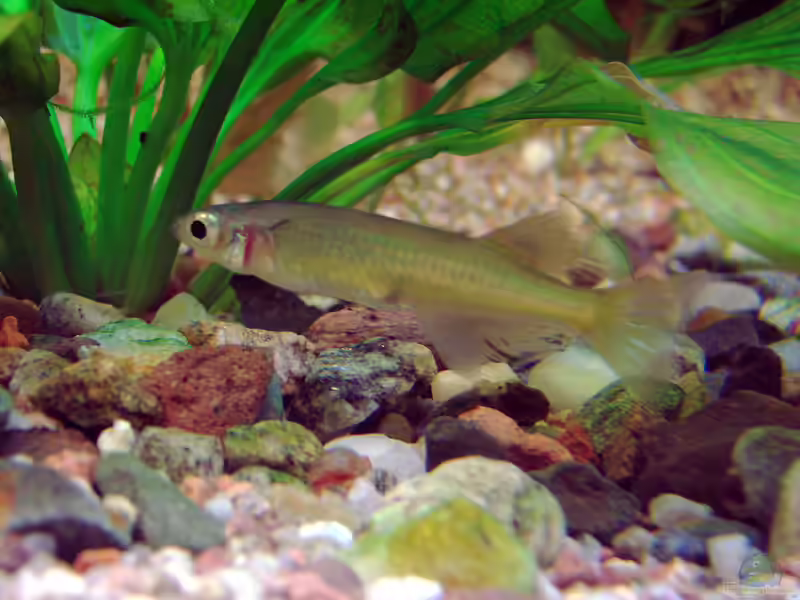 Oryzias sarasinorum im Aquarium halten (Einrichtungsbeispiele für Sarasins Schaufelkärpfling)