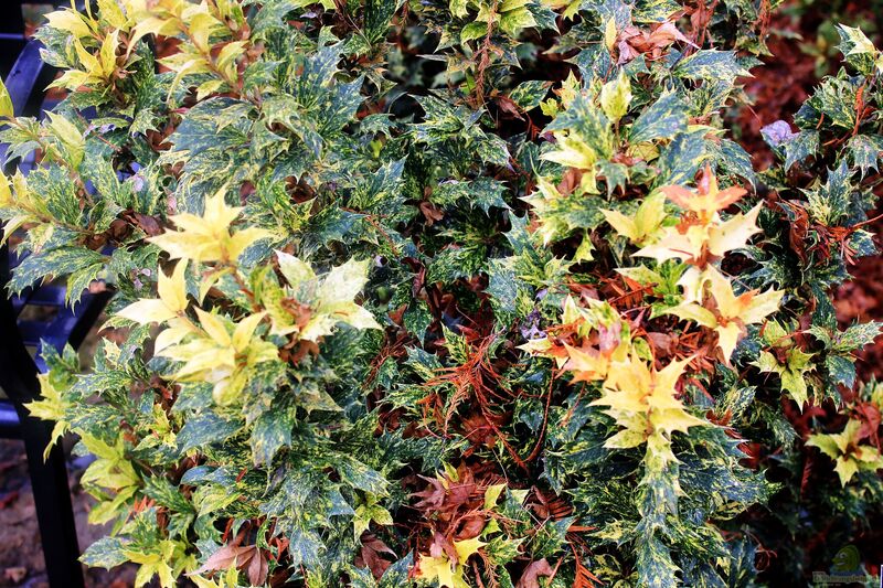 Osmanthus heterophyllus im Garten pflanzen (Einrichtungsbeispiele mit Frühlings-Duftblüte)